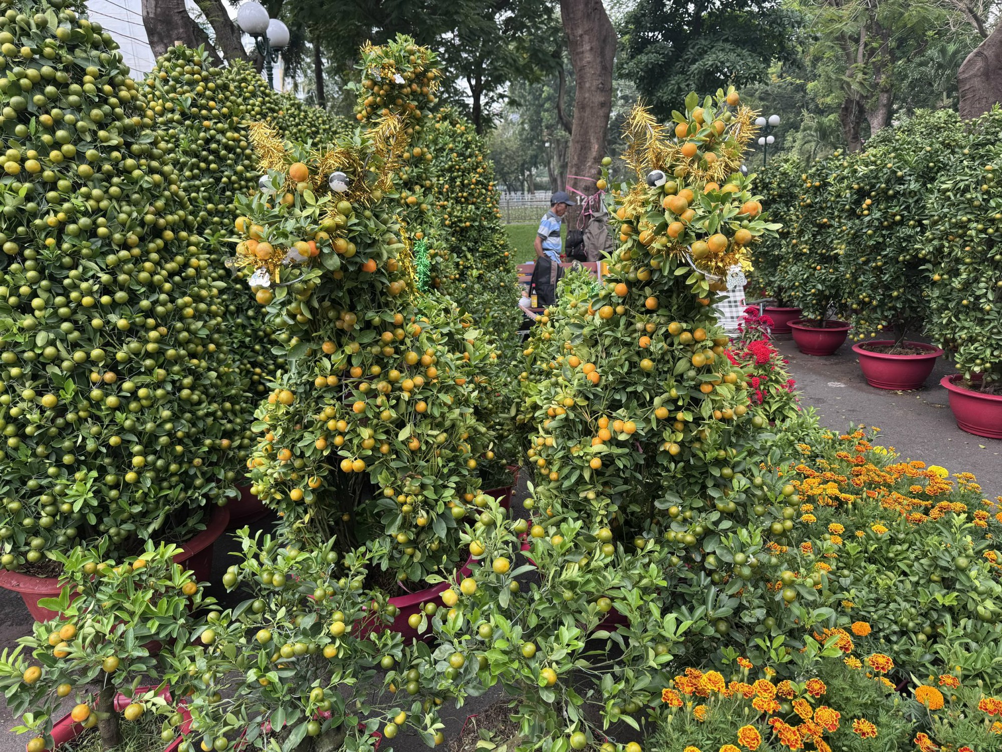 Khám phá các lọai hoa kiểng lạ tại chợ hoa Tết 2026 ở TP HCM - Ảnh 1.