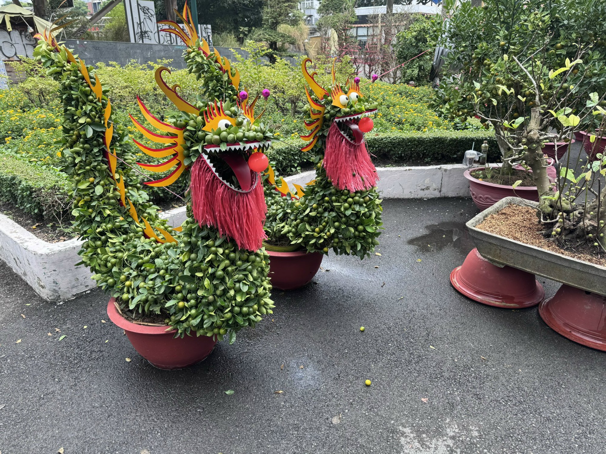 Khám phá các lọai hoa kiểng lạ tại chợ hoa Tết 2026 ở TP HCM - Ảnh 2.