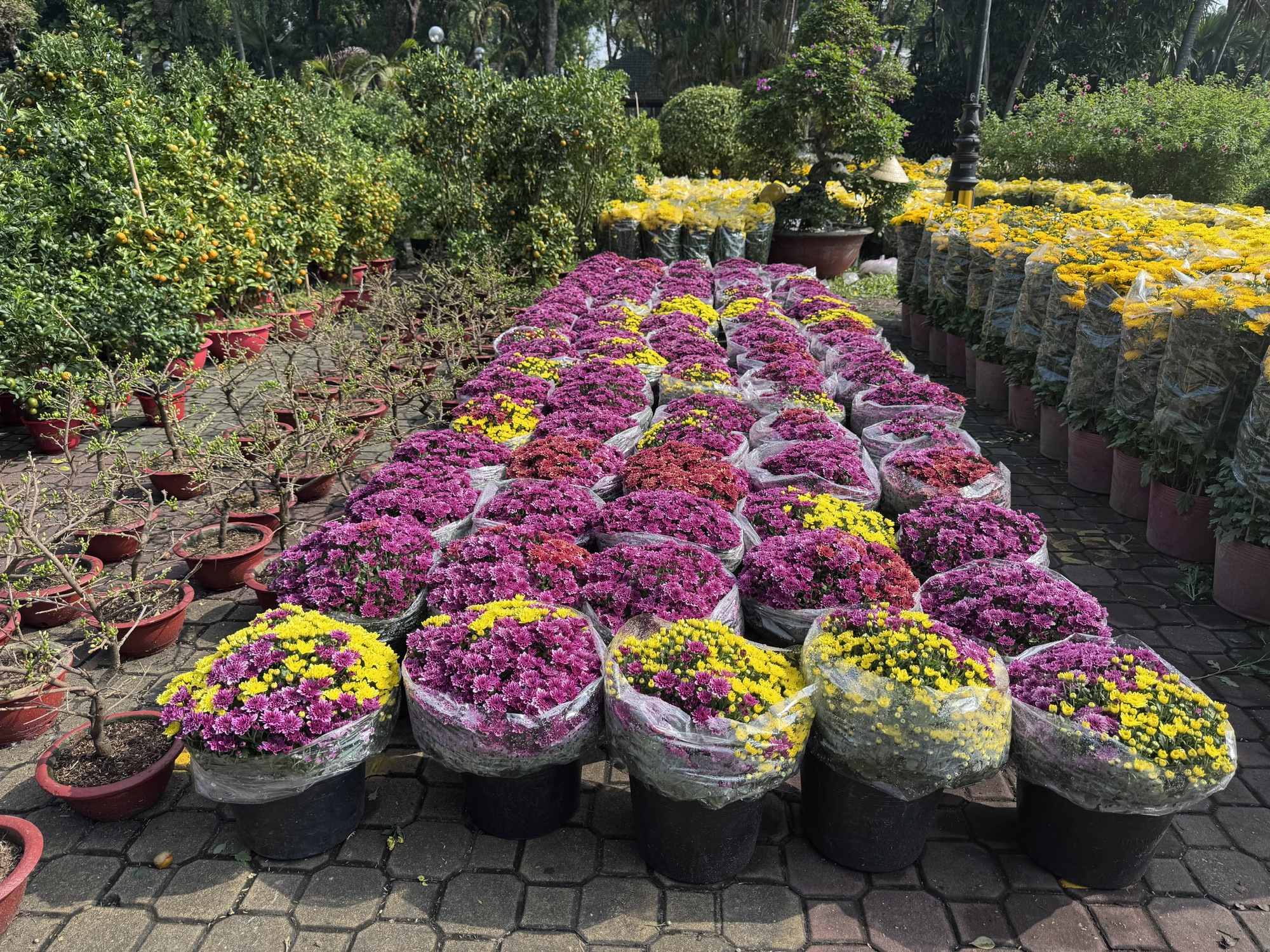 Khám phá các lọai hoa kiểng lạ tại chợ hoa Tết 2026 ở TP HCM - Ảnh 14.