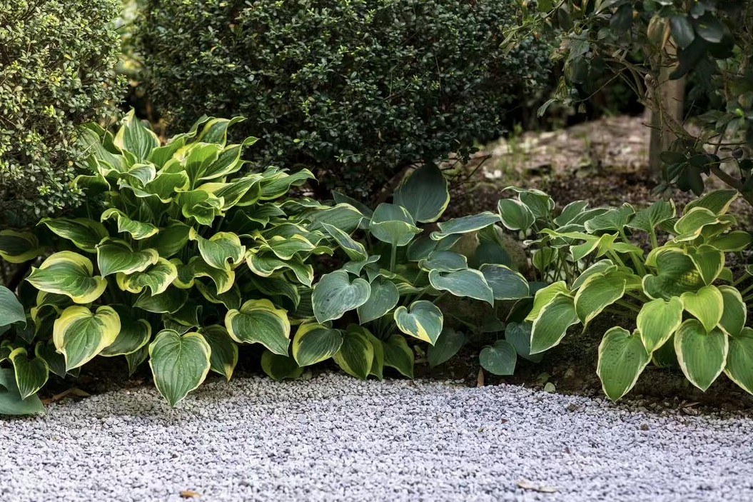 Loại cây nên được trồng ngay bây giờ- Ảnh 1.