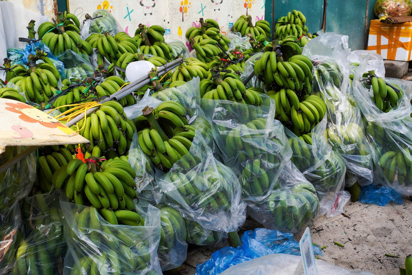 Chuối xanh 28 Tết: Giá rớt từ nửa triệu xuống 30 . 000 Đồng vẫn ế ẩm - Ảnh 11.