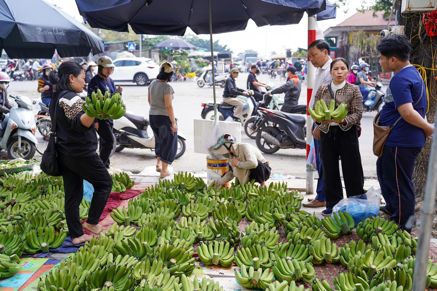 Chuối xanh 28 Tết: Giá rớt từ nửa triệu xuống 30 . 000 Đồng vẫn ế ẩm - Ảnh 1.