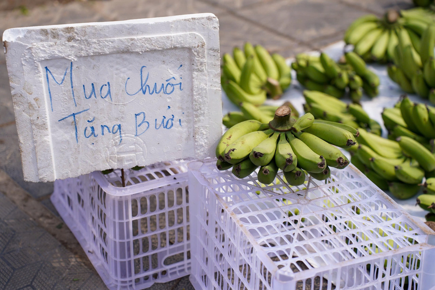 Chuối xanh 28 Tết: Giá rớt từ nửa triệu xuống 30 . 000 Đồng vẫn ế ẩm - Ảnh 10.