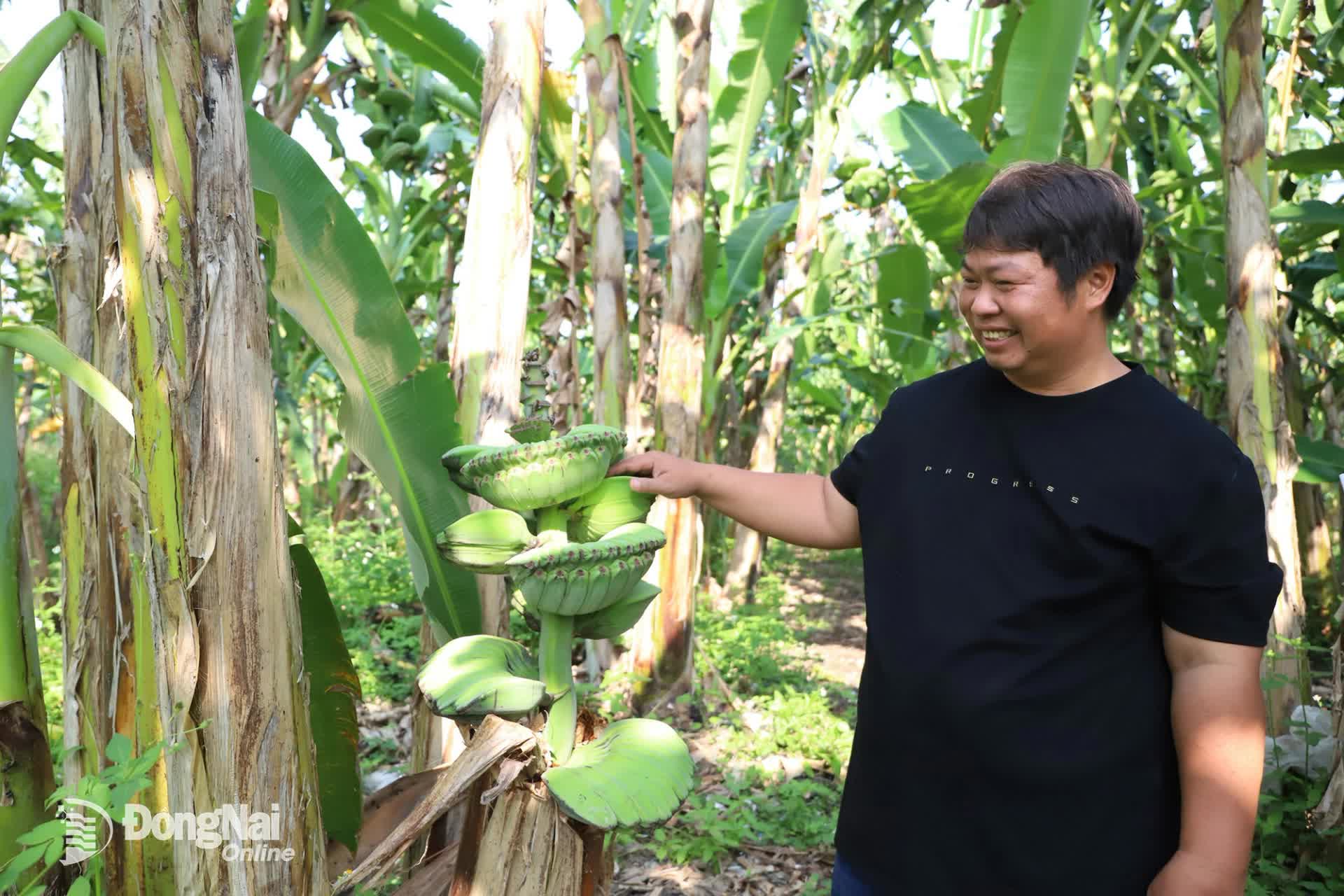 Anh nông dân đổi đời nhờ giống chuối bàn tay Phật độc lạ chưng Tết 2026 - Ảnh 2.