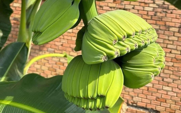 Anh nông dân đổi đời nhờ giống chuối bàn tay Phật độc lạ chưng Tết 2026 - Ảnh 1.