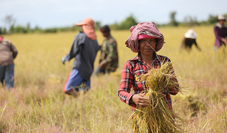 Campuchia và Việt Nam thúc đẩy xuất khẩu gạo với thuế suất ưu đãi 0 % từ 2026 - Ảnh 2.