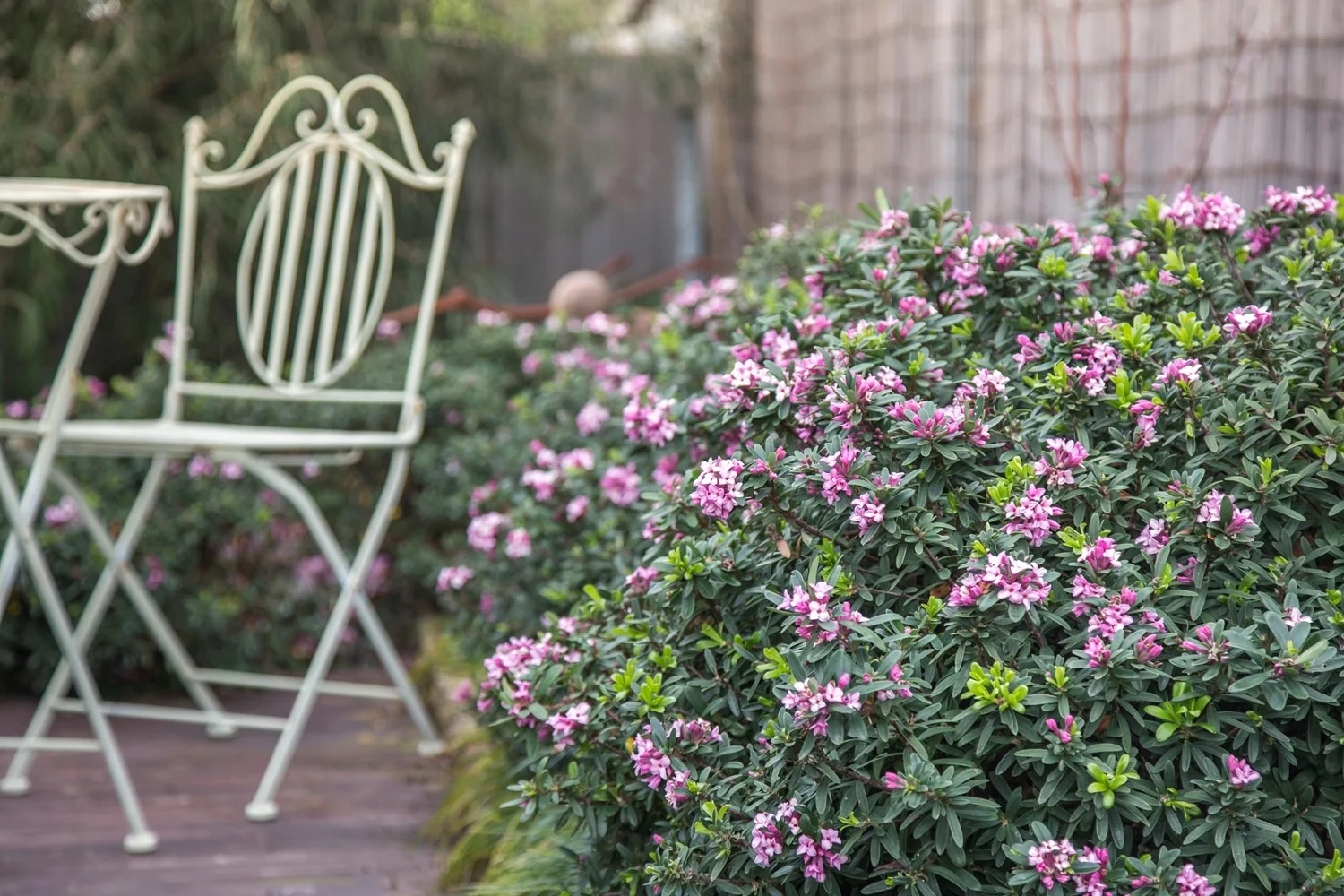 3 loại cây “đại cát đại lợi” nên trồng trong nhà dịp năm mới - Ảnh 3.