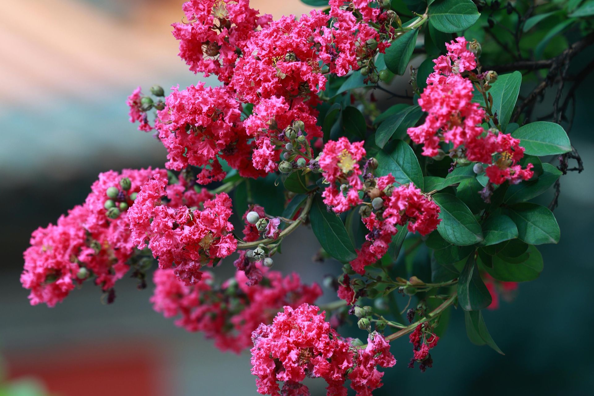 3 loại cây “đại cát đại lợi” nên trồng trong nhà dịp năm mới - Ảnh 1.