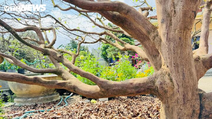 Cây mai vàng cổ thụ hơn 70 năm tuổi ở Quảng Ngãi được rao bán 3 , 5 tỷ đồng - Ảnh 3.