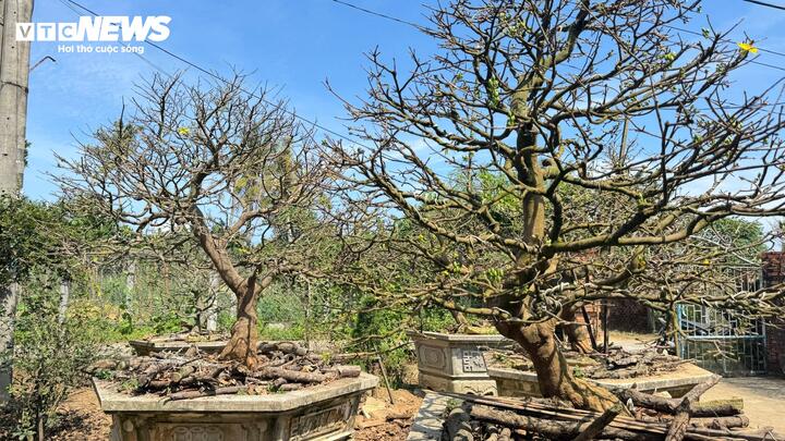 Cây mai vàng cổ thụ hơn 70 năm tuổi ở Quảng Ngãi được rao bán 3 , 5 tỷ đồng - Ảnh 9.