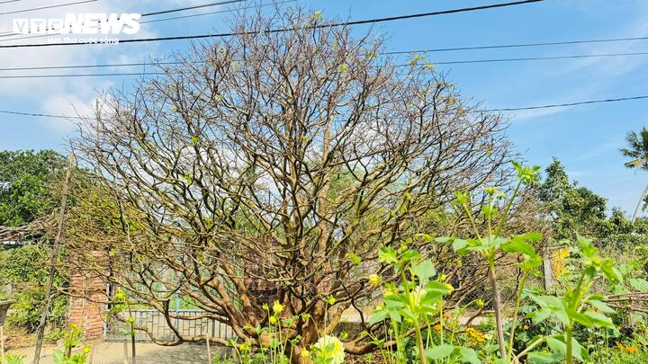 Cây mai vàng cổ thụ hơn 70 năm tuổi ở Quảng Ngãi được rao bán 3 , 5 tỷ đồng - Ảnh 7.