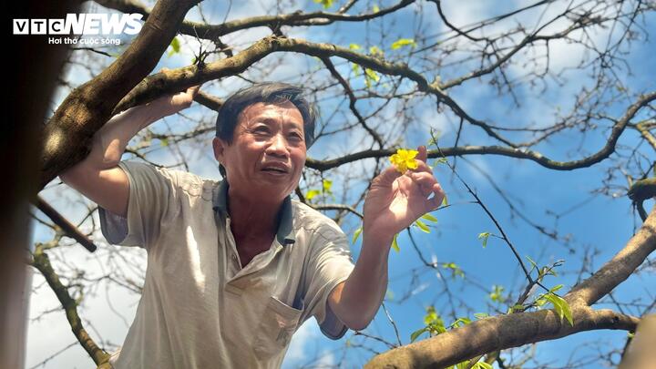 Cây mai vàng cổ thụ hơn 70 năm tuổi ở Quảng Ngãi được rao bán 3 , 5 tỷ đồng - Ảnh 4.