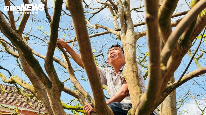 Cây mai vàng cổ thụ hơn 70 năm tuổi ở Quảng Ngãi được rao bán 3 , 5 tỷ đồng - Ảnh 8.