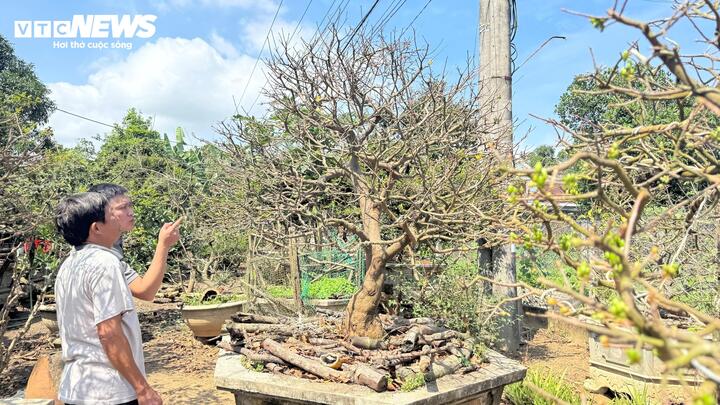 Cây mai vàng cổ thụ hơn 70 năm tuổi ở Quảng Ngãi được rao bán 3 , 5 tỷ đồng - Ảnh 1.