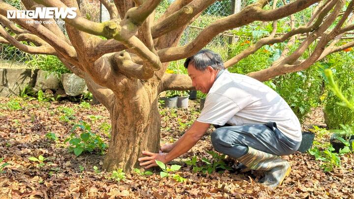 Cây mai vàng cổ thụ hơn 70 năm tuổi ở Quảng Ngãi được rao bán 3 , 5 tỷ đồng - Ảnh 5.