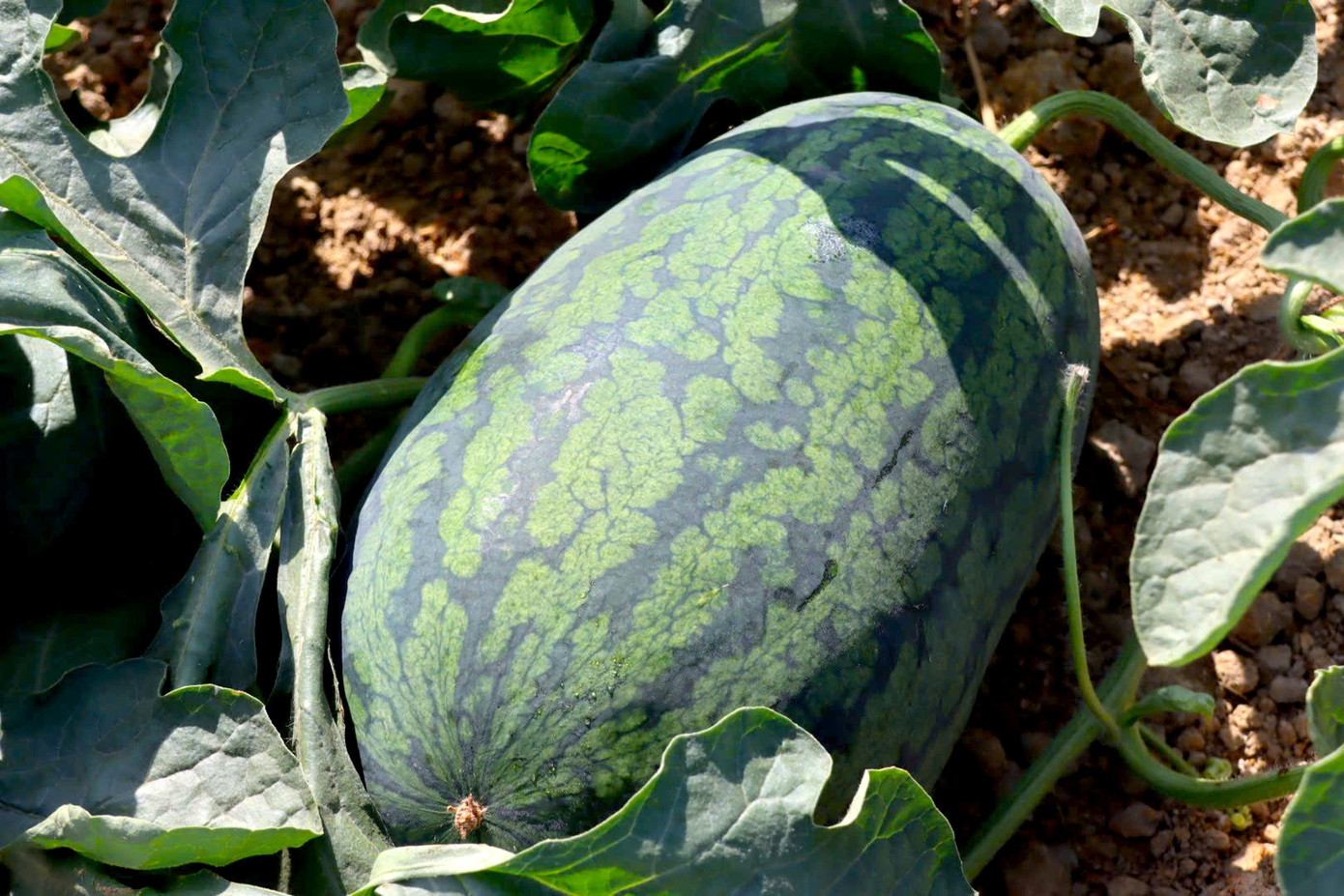 Nông dân Gia Lai đón Tết trên ruộng dưa hấu năm 2026 - Ảnh 13. Nông dân Gia Lai đón Tết trên ruộng dưa hấu năm 2026 - Ảnh 13.