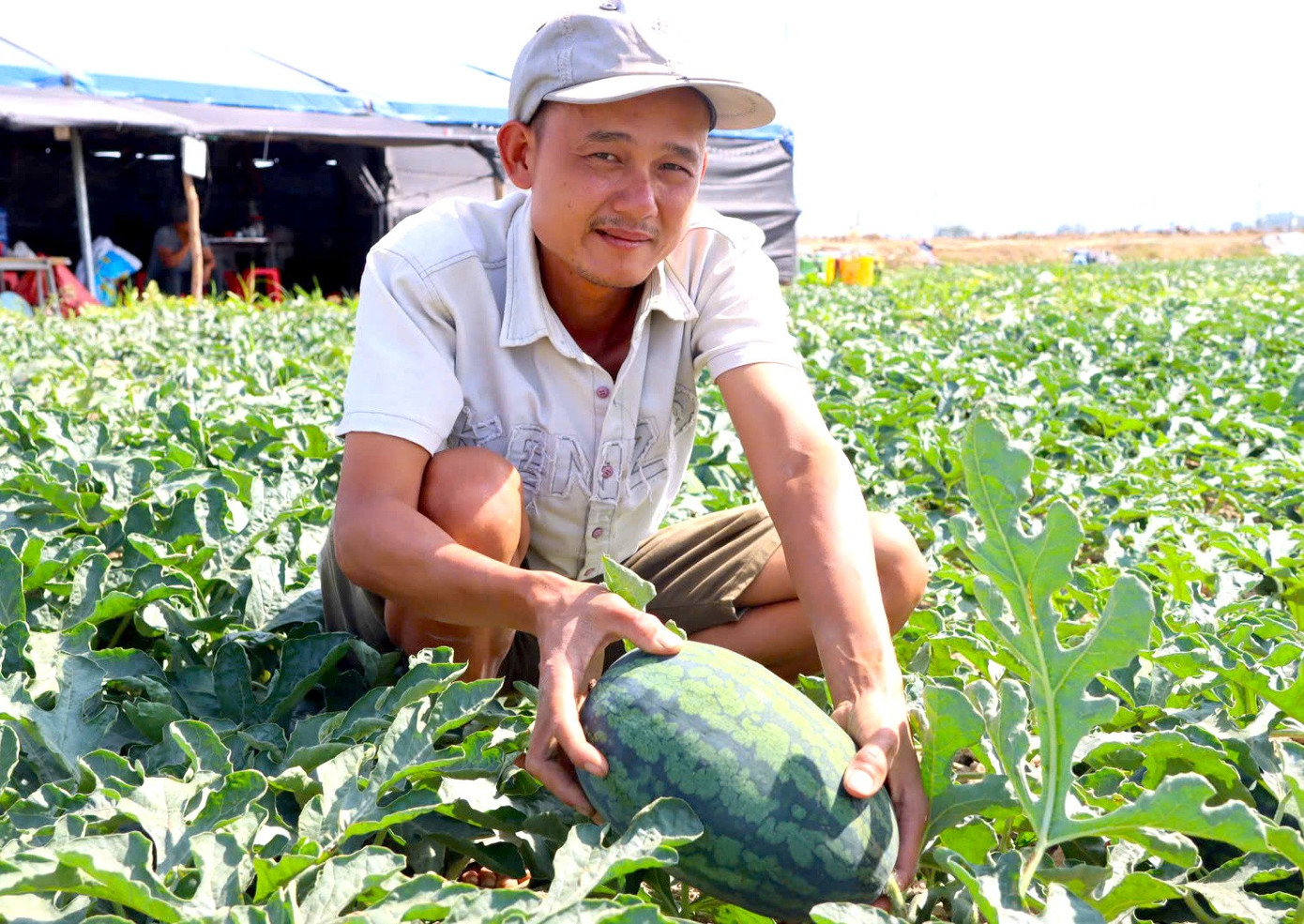 Nông dân Gia Lai đón Tết trên ruộng dưa hấu năm 2026 - Ảnh 14. Nông dân Gia Lai đón Tết trên ruộng dưa hấu năm 2026 - Ảnh 14.