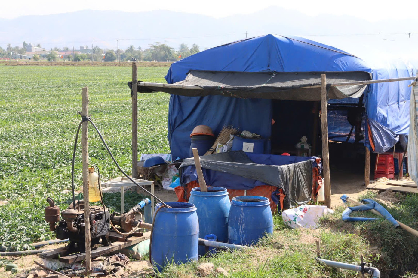 Nông dân Gia Lai đón Tết trên ruộng dưa hấu năm 2026 - Ảnh 1. Nông dân Gia Lai đón Tết trên ruộng dưa hấu năm 2026 - Ảnh 1.