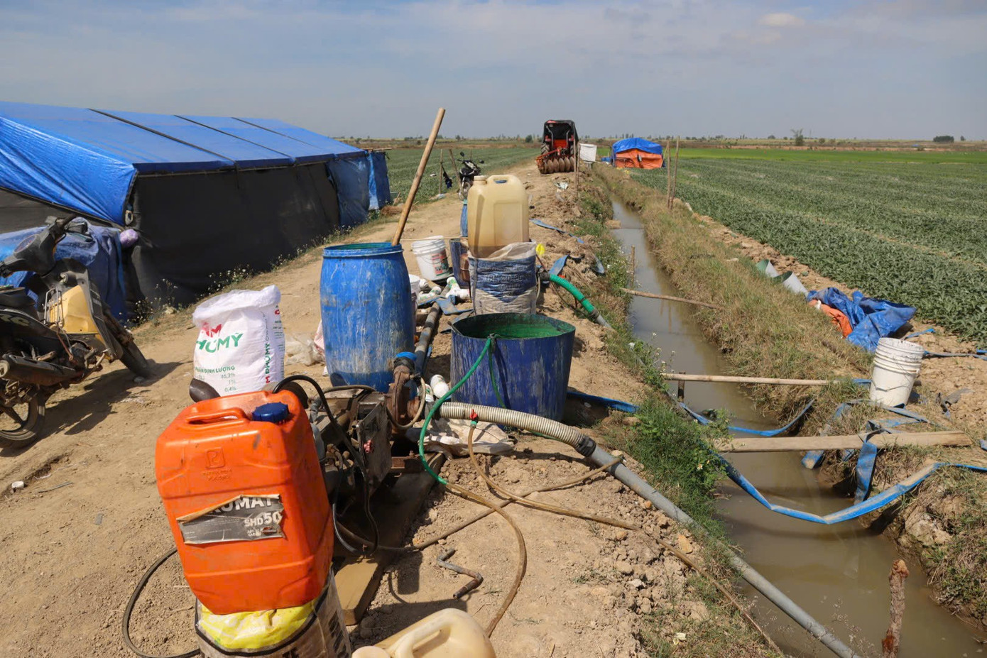 Nông dân Gia Lai đón Tết trên ruộng dưa hấu năm 2026 - Ảnh 4. Nông dân Gia Lai đón Tết trên ruộng dưa hấu năm 2026 - Ảnh 4.