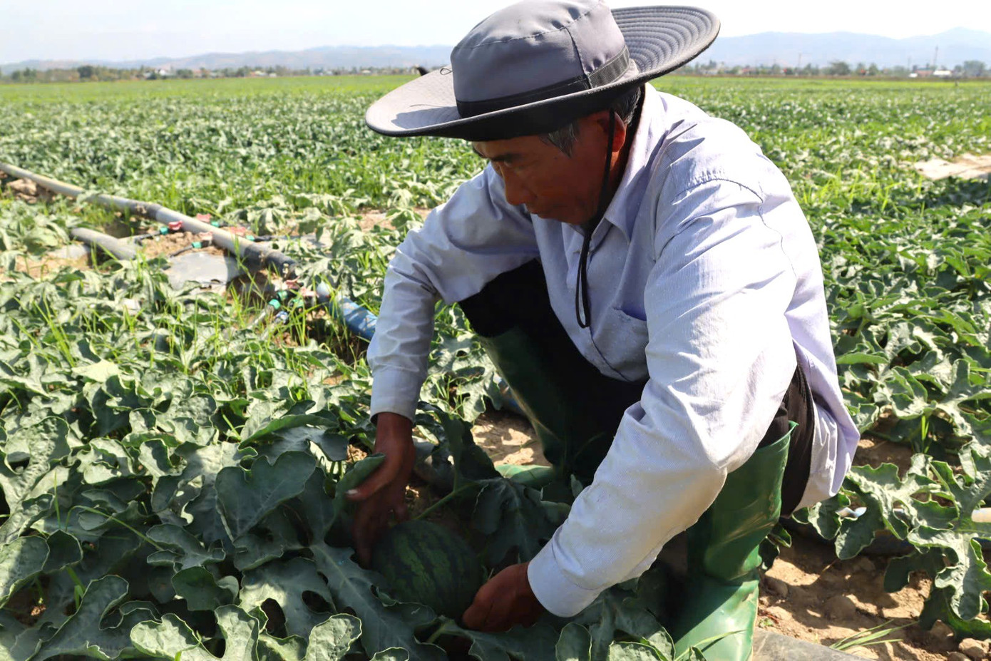 Nông dân Gia Lai đón Tết trên ruộng dưa hấu năm 2026 - Ảnh 8. Nông dân Gia Lai đón Tết trên ruộng dưa hấu năm 2026 - Ảnh 8.