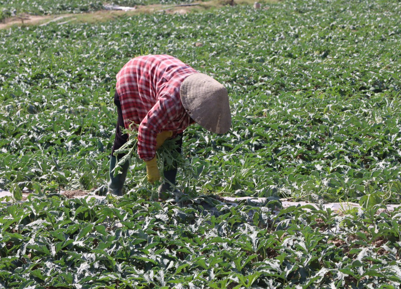 Nông dân Gia Lai đón Tết trên ruộng dưa hấu năm 2026 - Ảnh 5. Nông dân Gia Lai đón Tết trên ruộng dưa hấu năm 2026 - Ảnh 5.