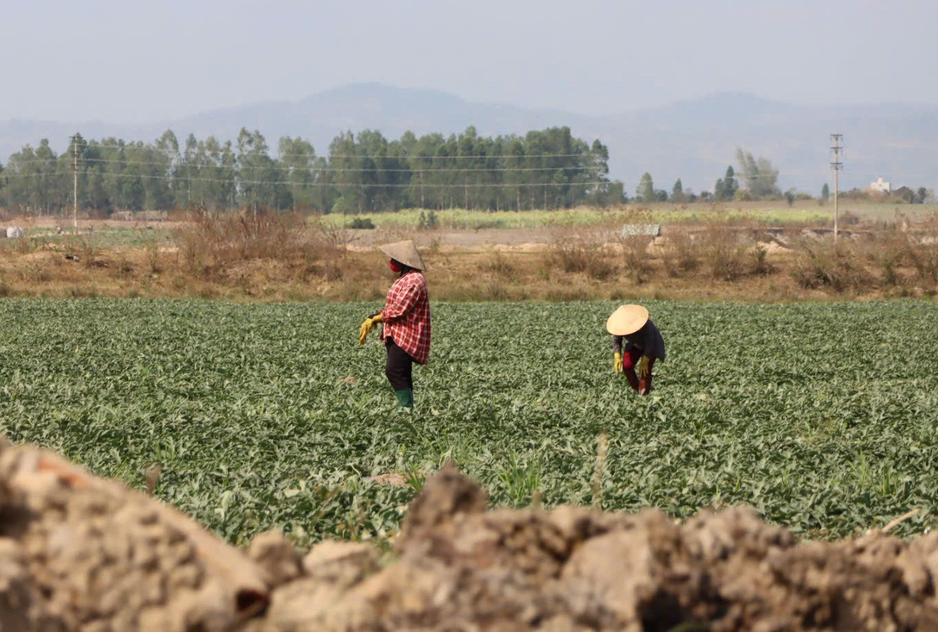 Nông dân Gia Lai đón Tết trên ruộng dưa hấu năm 2026 - Ảnh 2. Nông dân Gia Lai đón Tết trên ruộng dưa hấu năm 2026 - Ảnh 2.