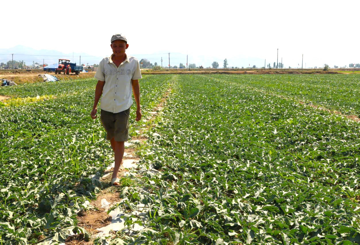 Nông dân Gia Lai đón Tết trên ruộng dưa hấu năm 2026 - Ảnh 10. Nông dân Gia Lai đón Tết trên ruộng dưa hấu năm 2026 - Ảnh 10.