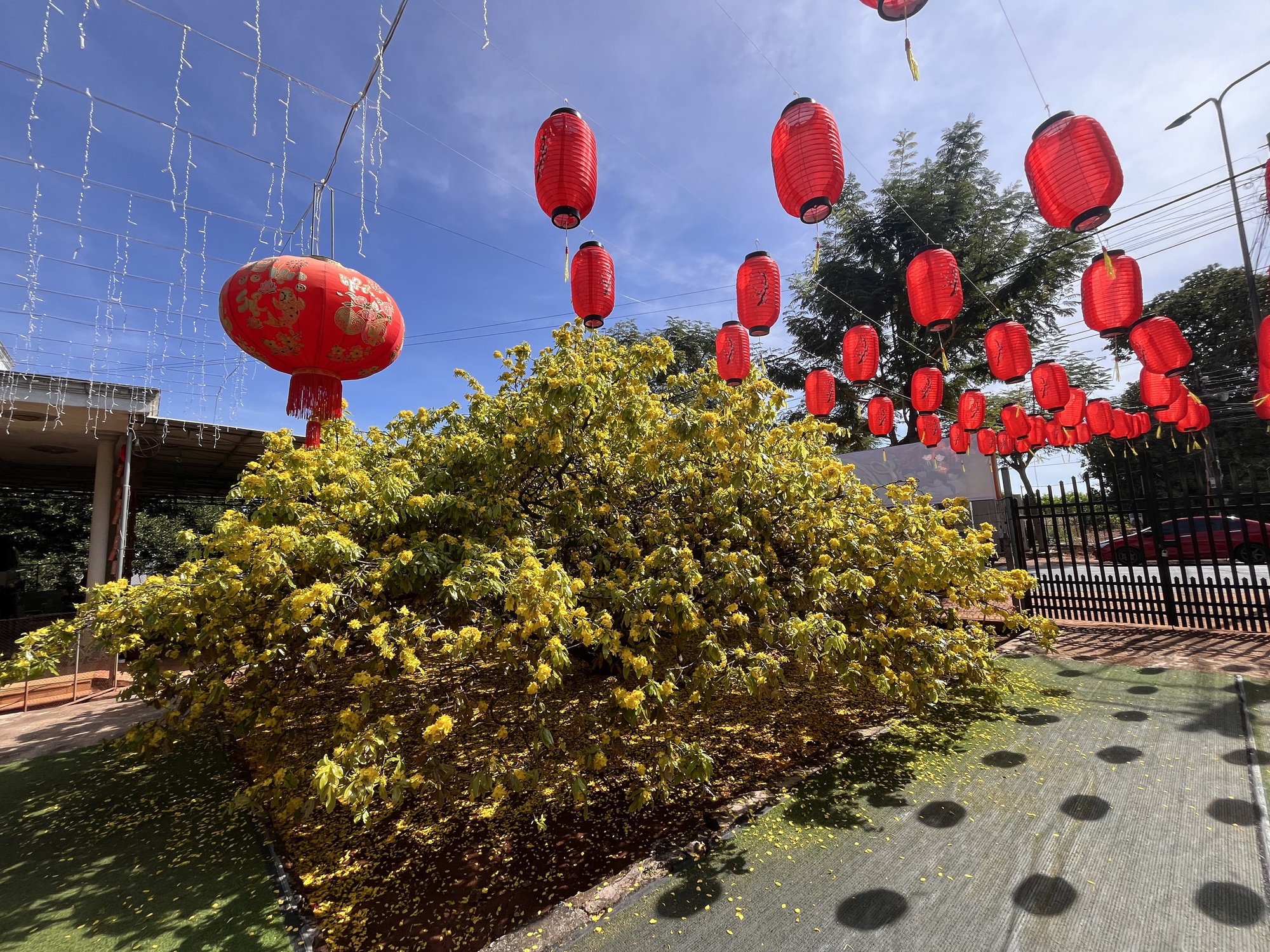 Cây mai vàng khổng lồ tại Đồng Nai nở rực rỡ ngày Tết 2026 - Ảnh 7. Cây mai vàng khổng lồ tại Đồng Nai nở rực rỡ ngày Tết 2026 - Ảnh 7.