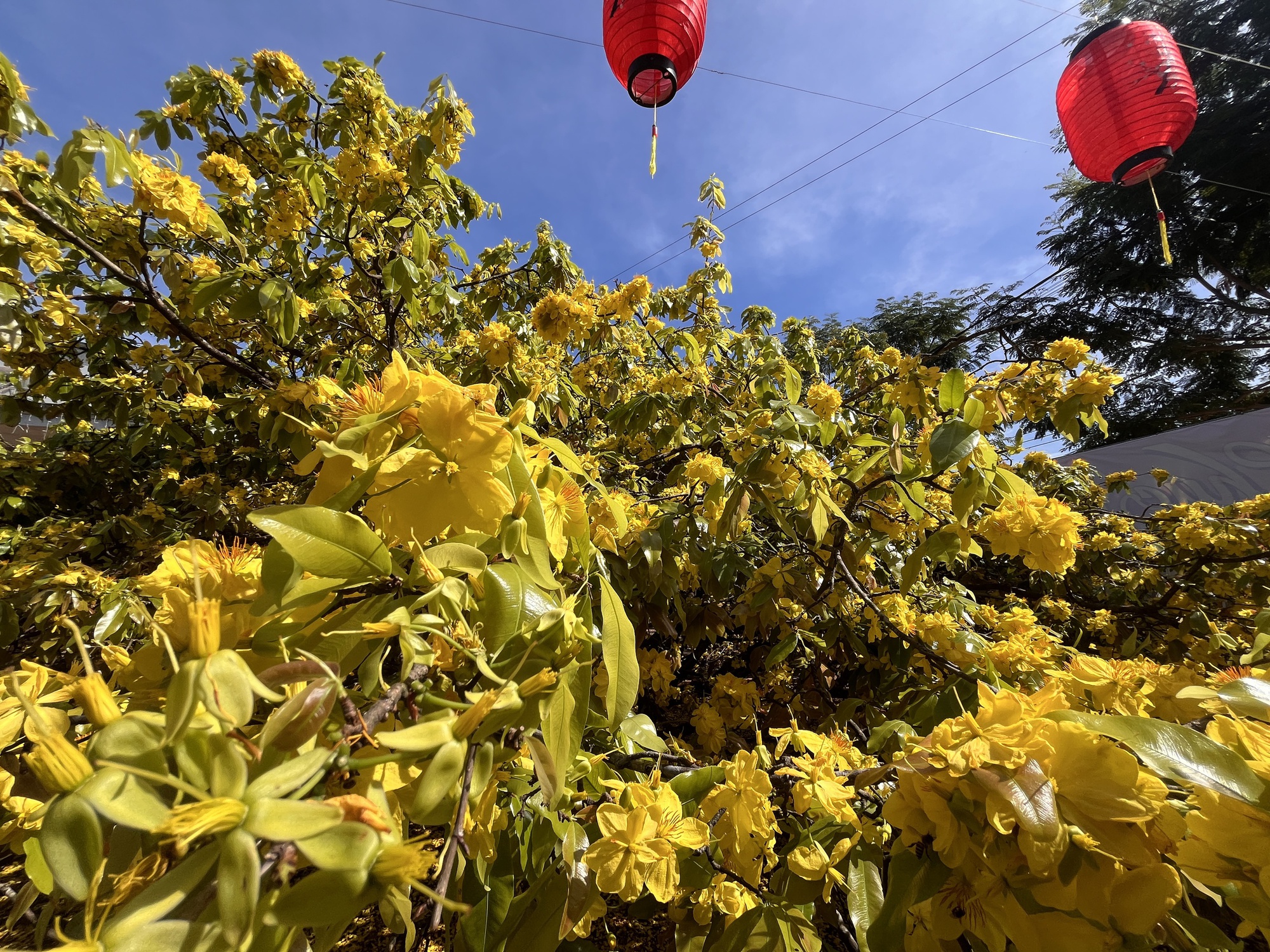 Cây mai vàng khổng lồ tại Đồng Nai nở rực rỡ ngày Tết 2026 - Ảnh 8. Cây mai vàng khổng lồ tại Đồng Nai nở rực rỡ ngày Tết 2026 - Ảnh 8.
