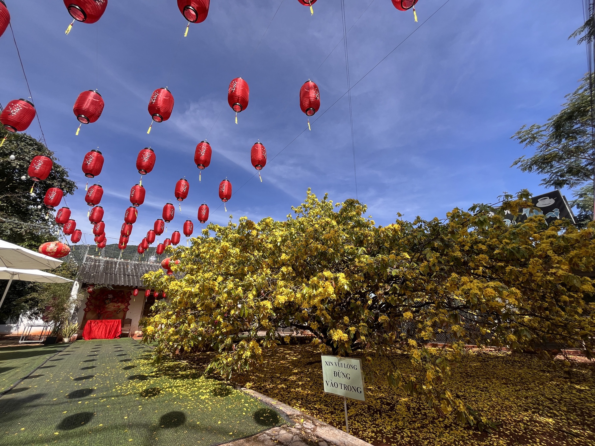 Cây mai vàng khổng lồ tại Đồng Nai nở rực rỡ ngày Tết 2026 - Ảnh 9. Cây mai vàng khổng lồ tại Đồng Nai nở rực rỡ ngày Tết 2026 - Ảnh 9.