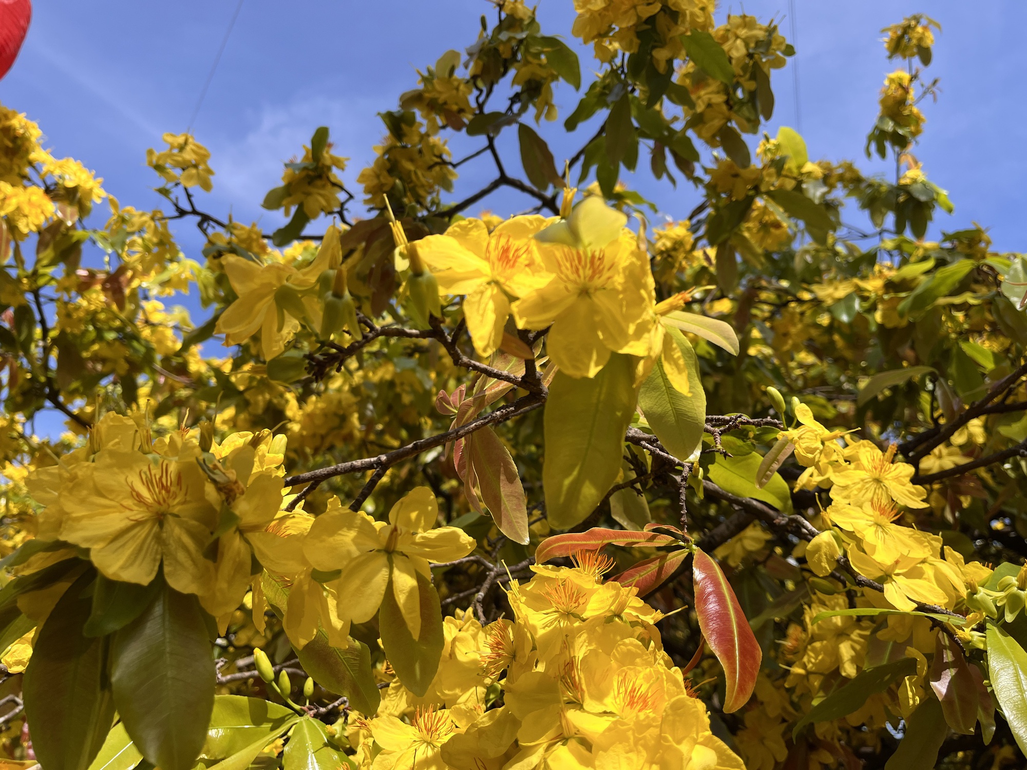 Cây mai vàng khổng lồ tại Đồng Nai nở rực rỡ ngày Tết 2026 - Ảnh 11. Cây mai vàng khổng lồ tại Đồng Nai nở rực rỡ ngày Tết 2026 - Ảnh 11.