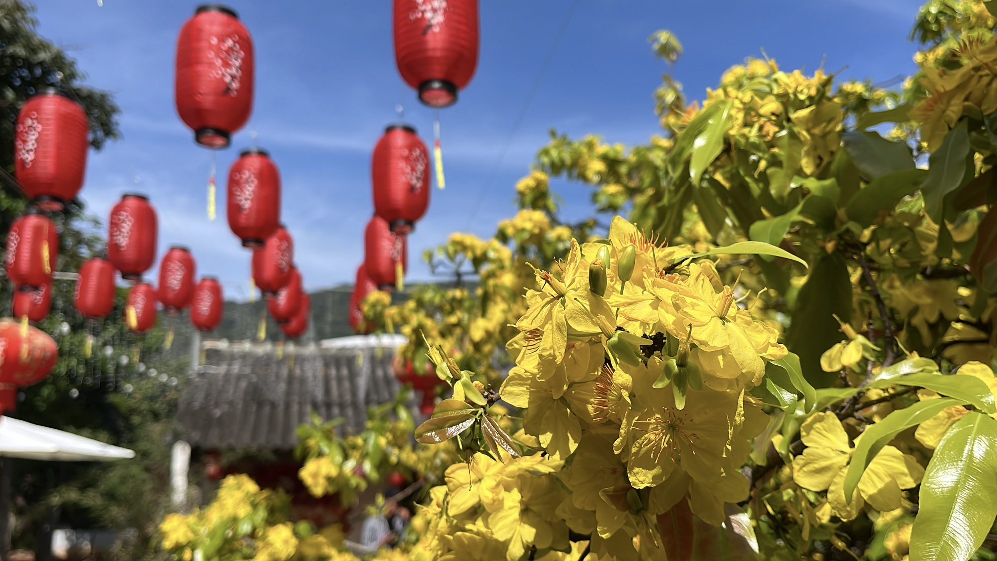 Cây mai vàng khổng lồ tại Đồng Nai nở rực rỡ ngày Tết 2026 - Ảnh 10. Cây mai vàng khổng lồ tại Đồng Nai nở rực rỡ ngày Tết 2026 - Ảnh 10.