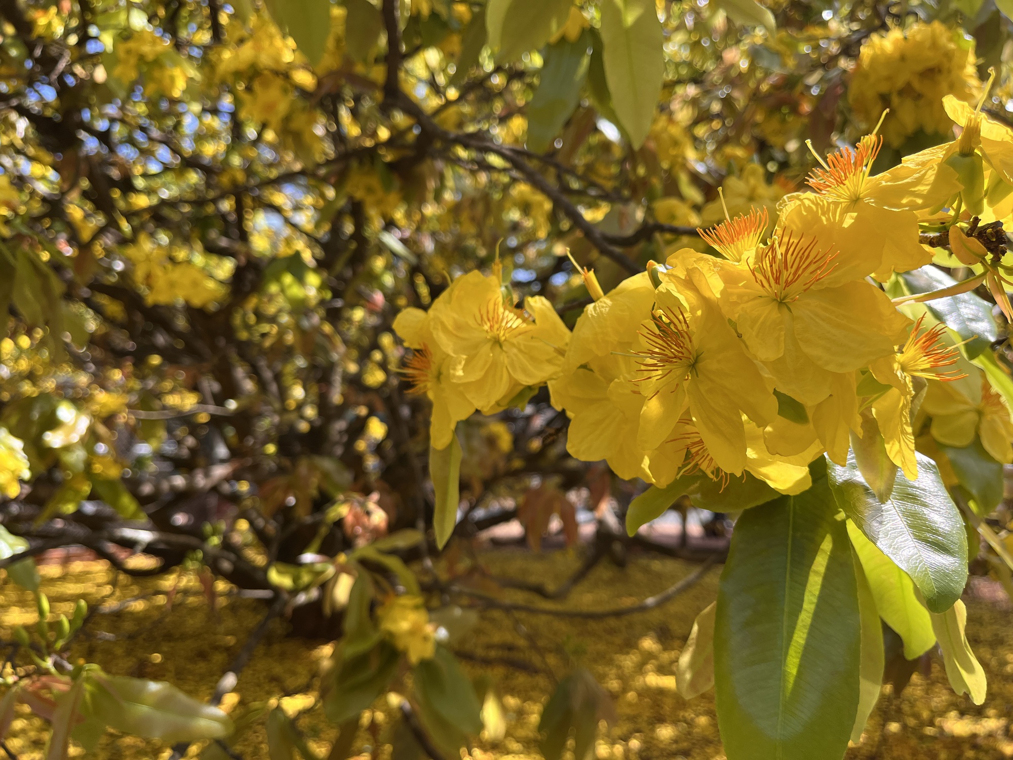 Cây mai vàng khổng lồ tại Đồng Nai nở rực rỡ ngày Tết 2026 - Ảnh 12. Cây mai vàng khổng lồ tại Đồng Nai nở rực rỡ ngày Tết 2026 - Ảnh 12.