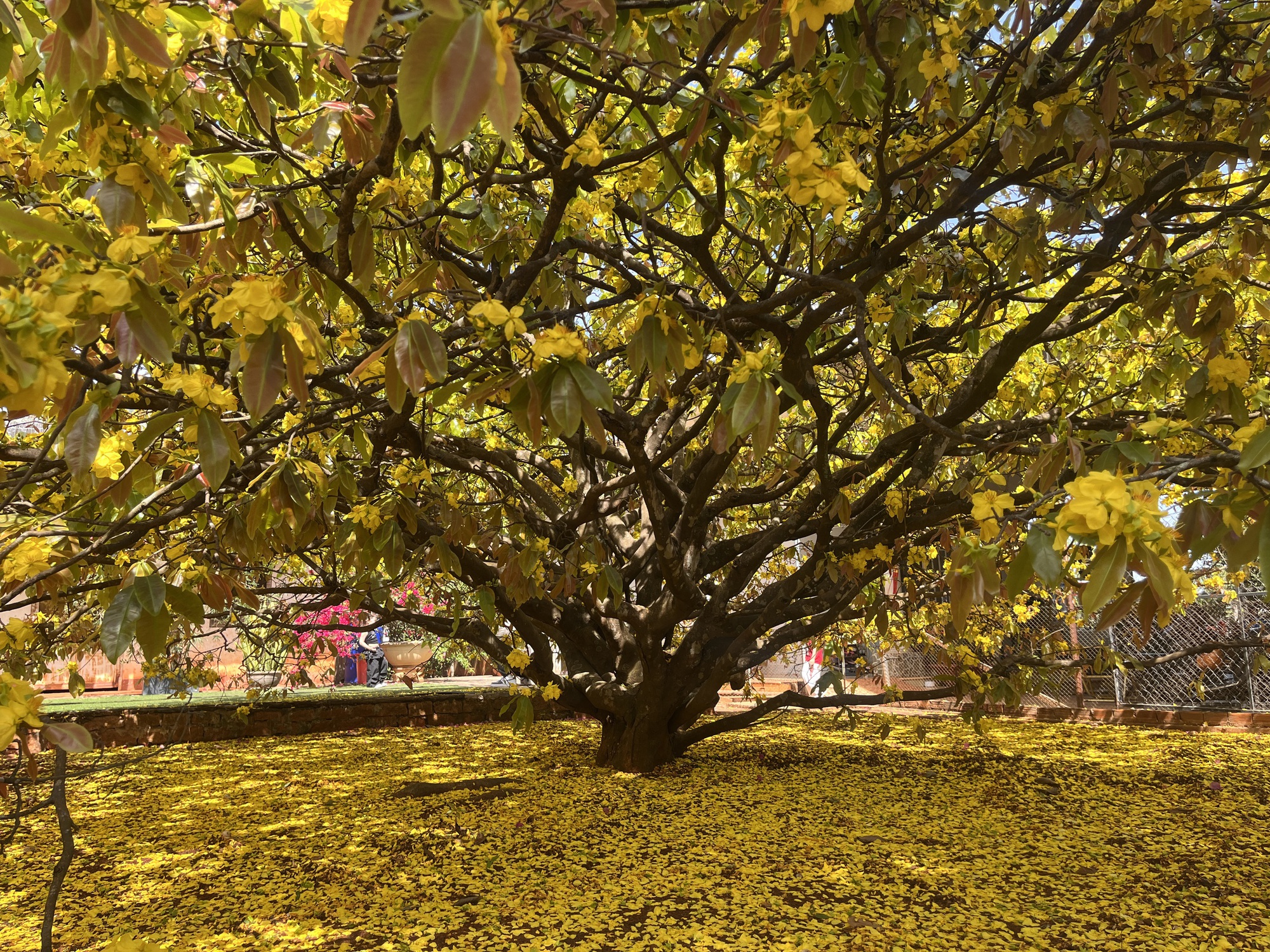 Cây mai vàng khổng lồ tại Đồng Nai nở rực rỡ ngày Tết 2026 - Ảnh 3. Cây mai vàng khổng lồ tại Đồng Nai nở rực rỡ ngày Tết 2026 - Ảnh 3.