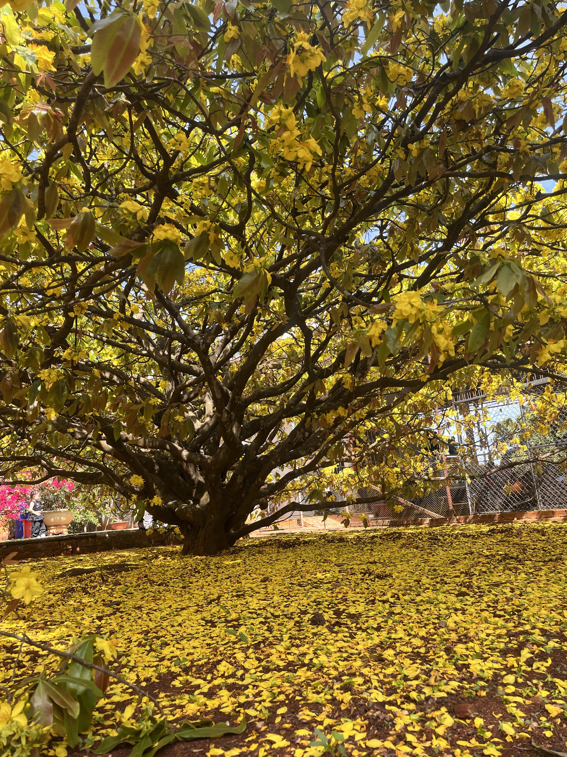 Cây mai vàng khổng lồ tại Đồng Nai nở rực rỡ ngày Tết 2026 - Ảnh 4. Cây mai vàng khổng lồ tại Đồng Nai nở rực rỡ ngày Tết 2026 - Ảnh 4.