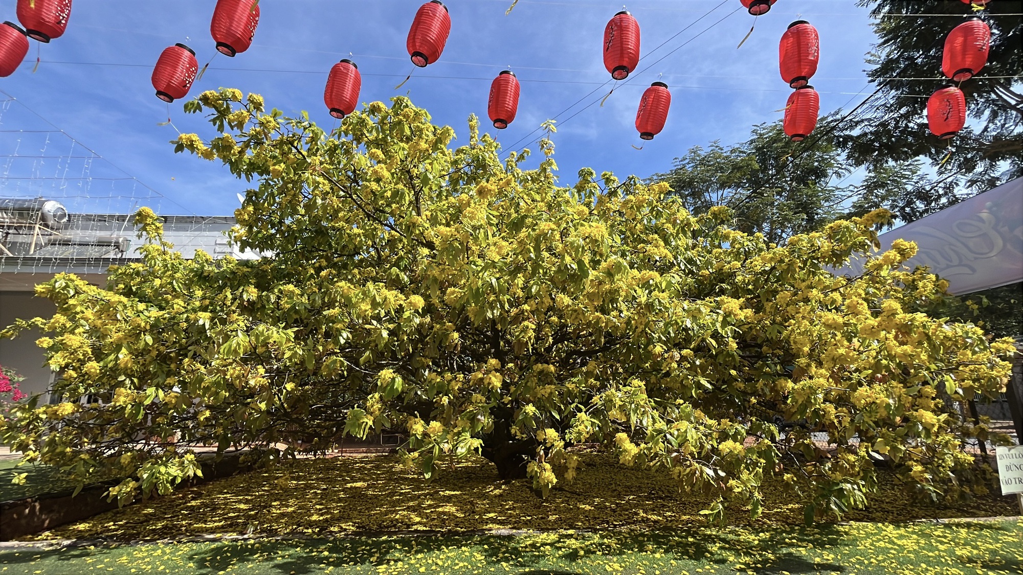 Cây mai vàng khổng lồ tại Đồng Nai nở rực rỡ ngày Tết 2026 - Ảnh 13. Cây mai vàng khổng lồ tại Đồng Nai nở rực rỡ ngày Tết 2026 - Ảnh 13.