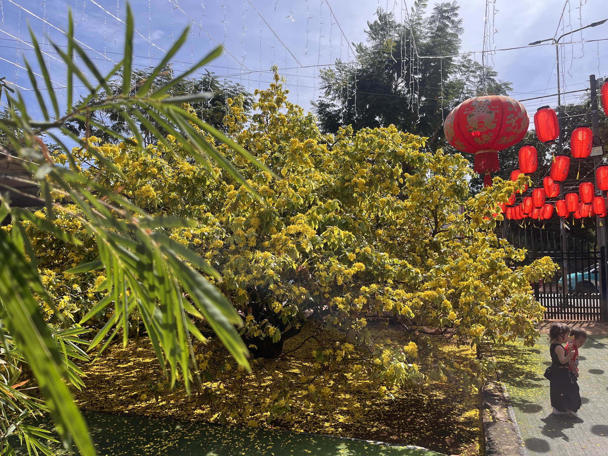 Cây mai vàng khổng lồ tại Đồng Nai nở rực rỡ ngày Tết 2026 - Ảnh 14. Cây mai vàng khổng lồ tại Đồng Nai nở rực rỡ ngày Tết 2026 - Ảnh 14.