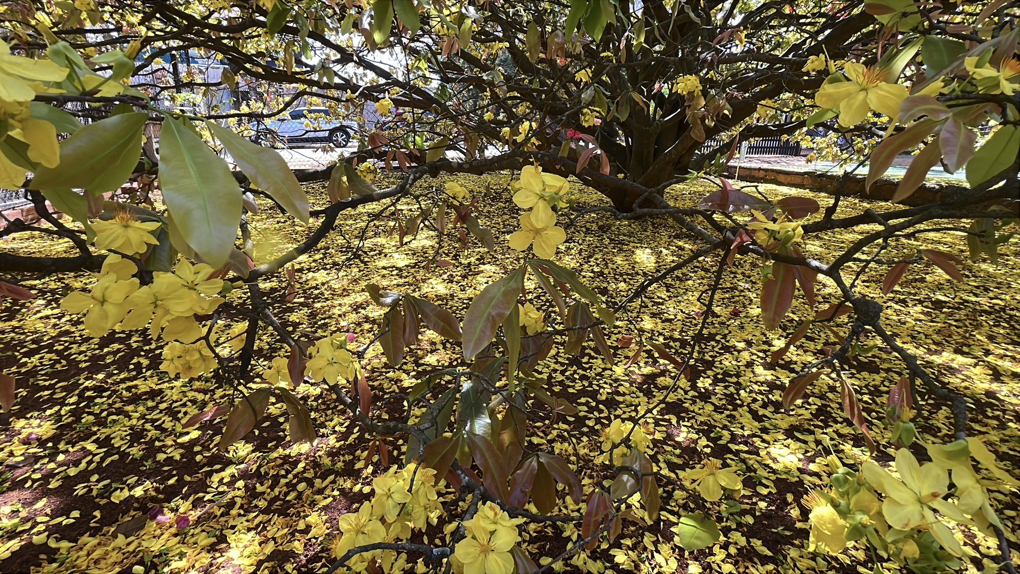 Cây mai vàng khổng lồ tại Đồng Nai nở rực rỡ ngày Tết 2026 - Ảnh 15. Cây mai vàng khổng lồ tại Đồng Nai nở rực rỡ ngày Tết 2026 - Ảnh 15.