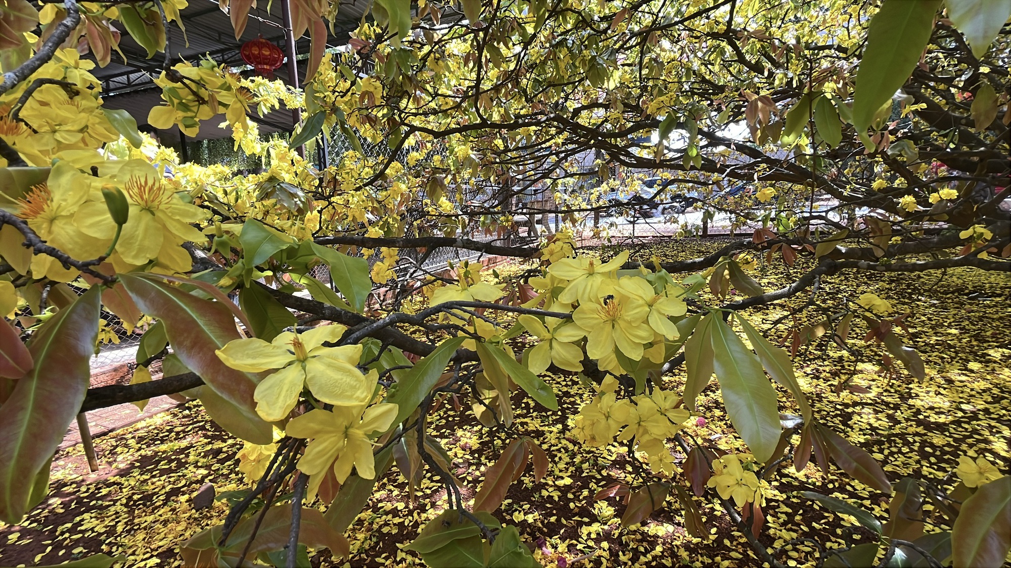 Cây mai vàng khổng lồ tại Đồng Nai nở rực rỡ ngày Tết 2026 - Ảnh 17. Cây mai vàng khổng lồ tại Đồng Nai nở rực rỡ ngày Tết 2026 - Ảnh 17.