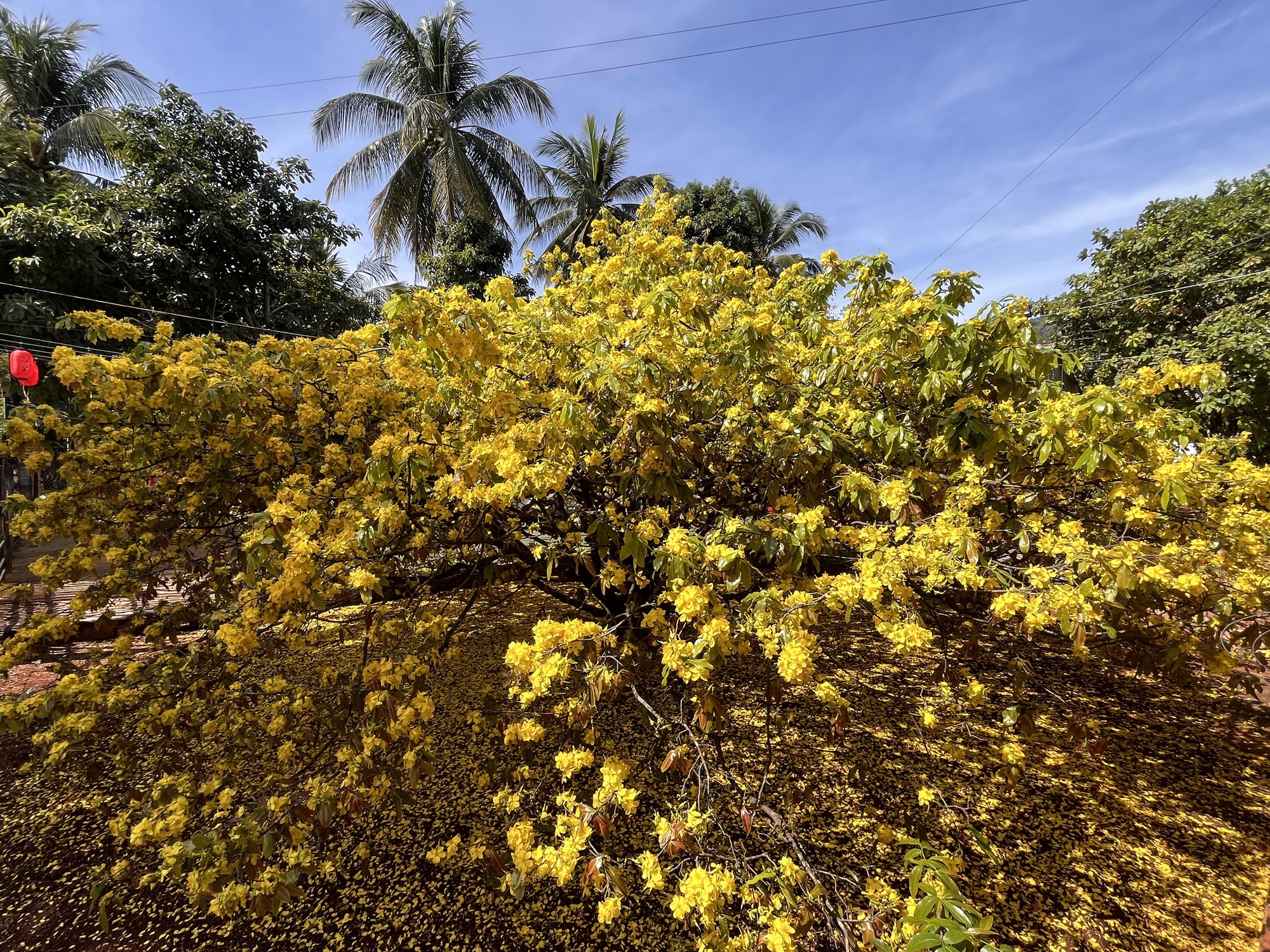 Cây mai vàng khổng lồ tại Đồng Nai nở rực rỡ ngày Tết 2026 - Ảnh 16. Cây mai vàng khổng lồ tại Đồng Nai nở rực rỡ ngày Tết 2026 - Ảnh 16.