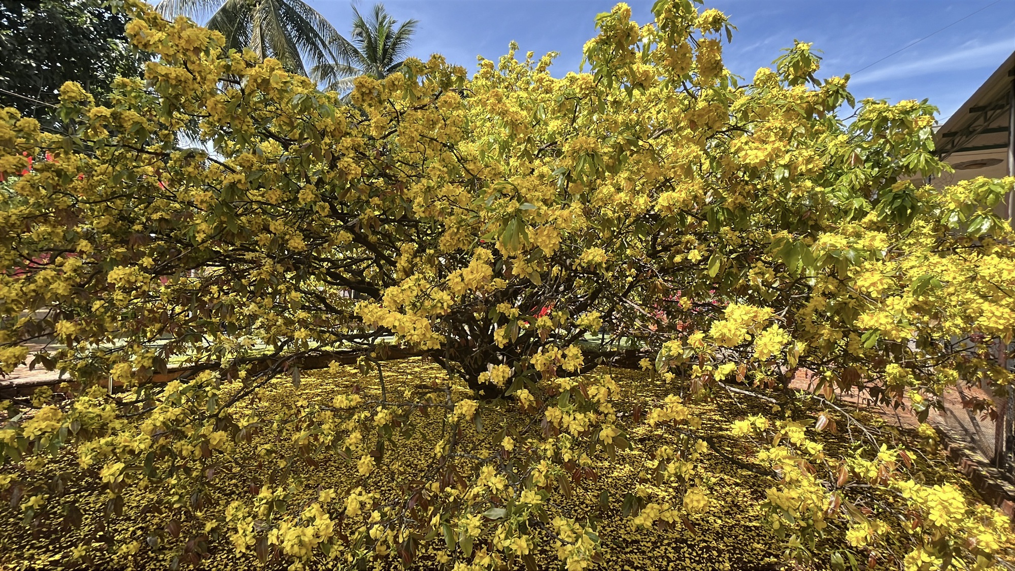 Cây mai vàng khổng lồ tại Đồng Nai nở rực rỡ ngày Tết 2026 - Ảnh 18. Cây mai vàng khổng lồ tại Đồng Nai nở rực rỡ ngày Tết 2026 - Ảnh 18.