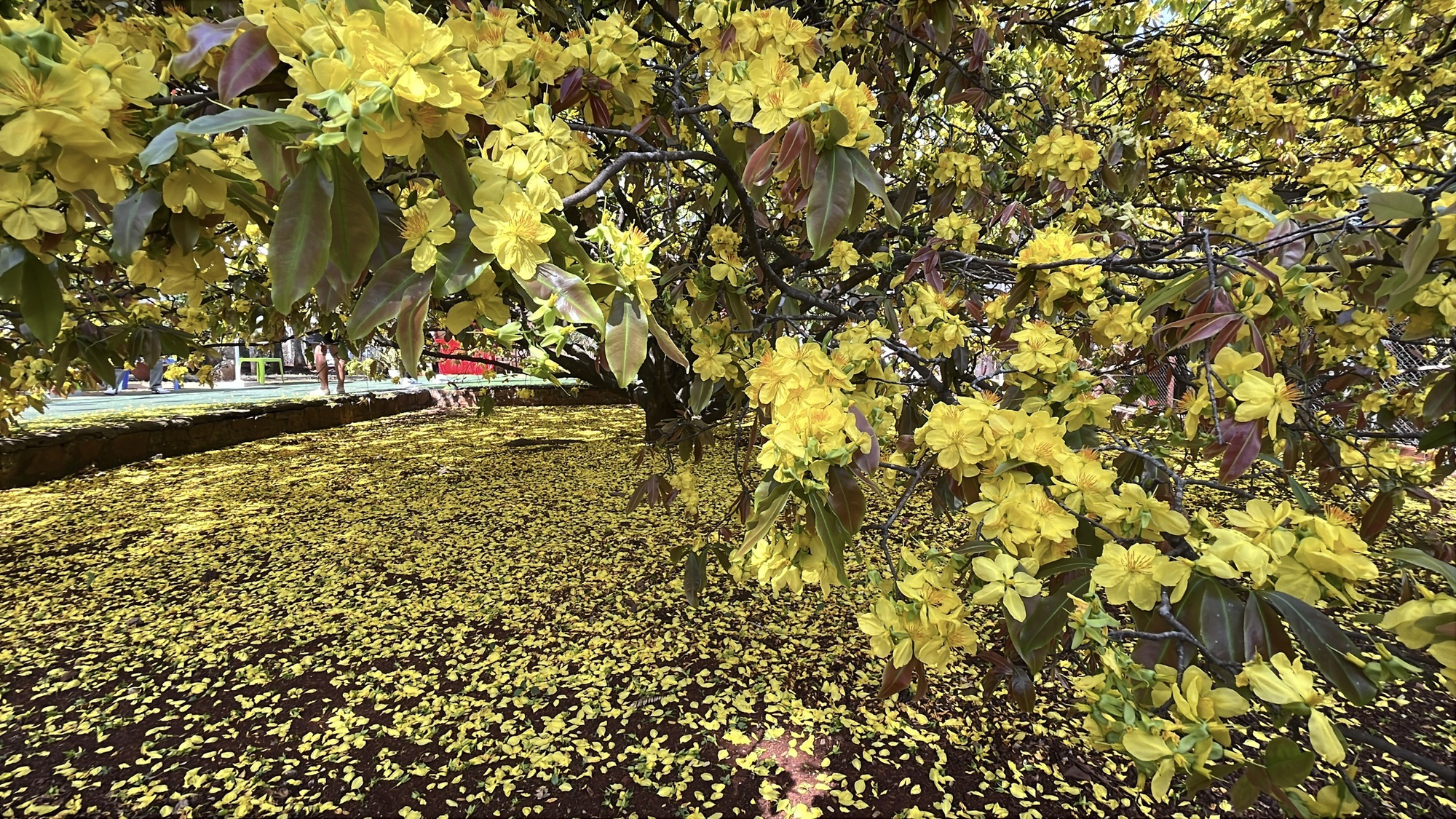 Cây mai vàng khổng lồ tại Đồng Nai nở rực rỡ ngày Tết 2026 - Ảnh 19. Cây mai vàng khổng lồ tại Đồng Nai nở rực rỡ ngày Tết 2026 - Ảnh 19.