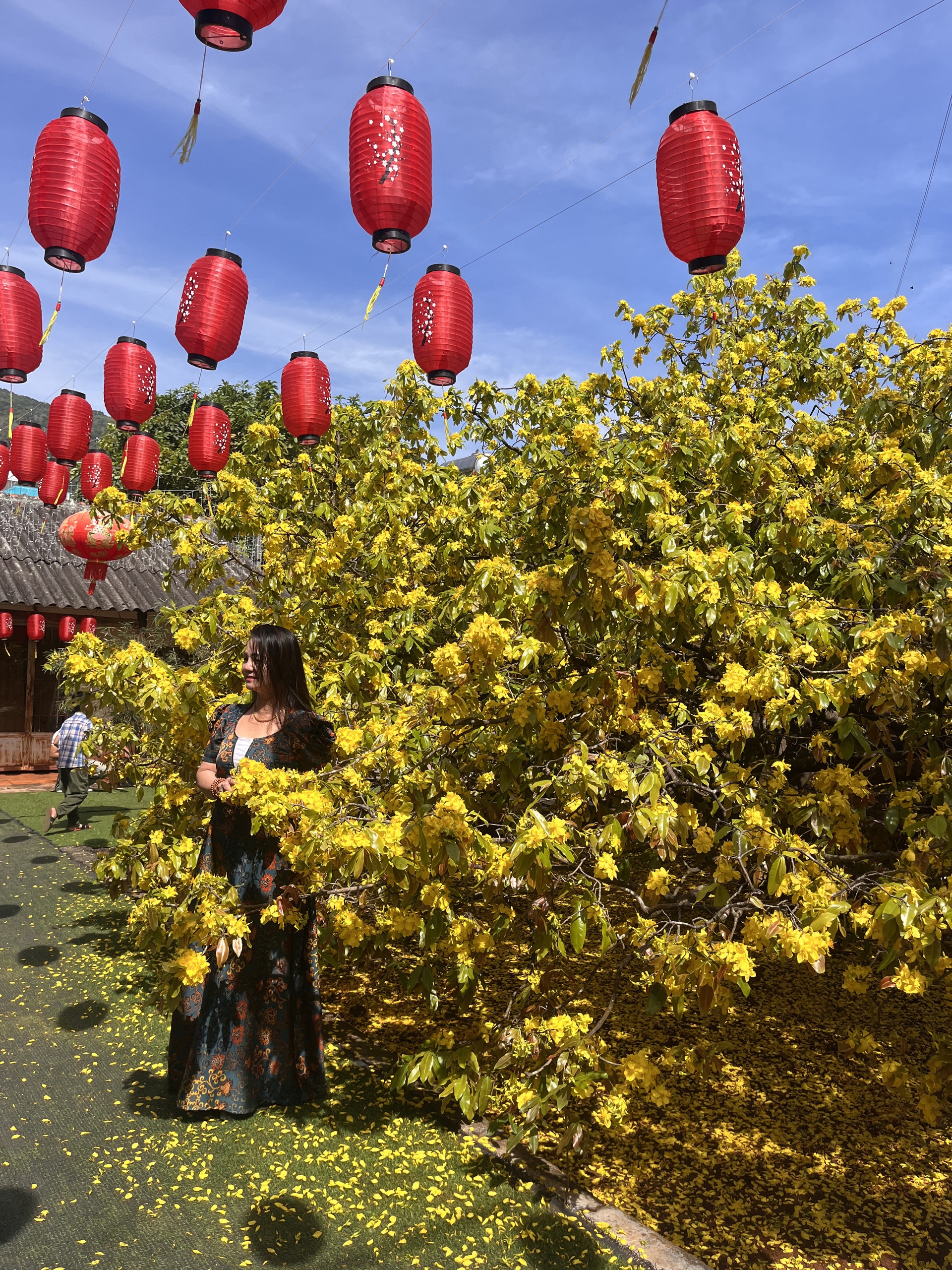 Cây mai vàng khổng lồ tại Đồng Nai nở rực rỡ ngày Tết 2026 - Ảnh 5. Cây mai vàng khổng lồ tại Đồng Nai nở rực rỡ ngày Tết 2026 - Ảnh 5.