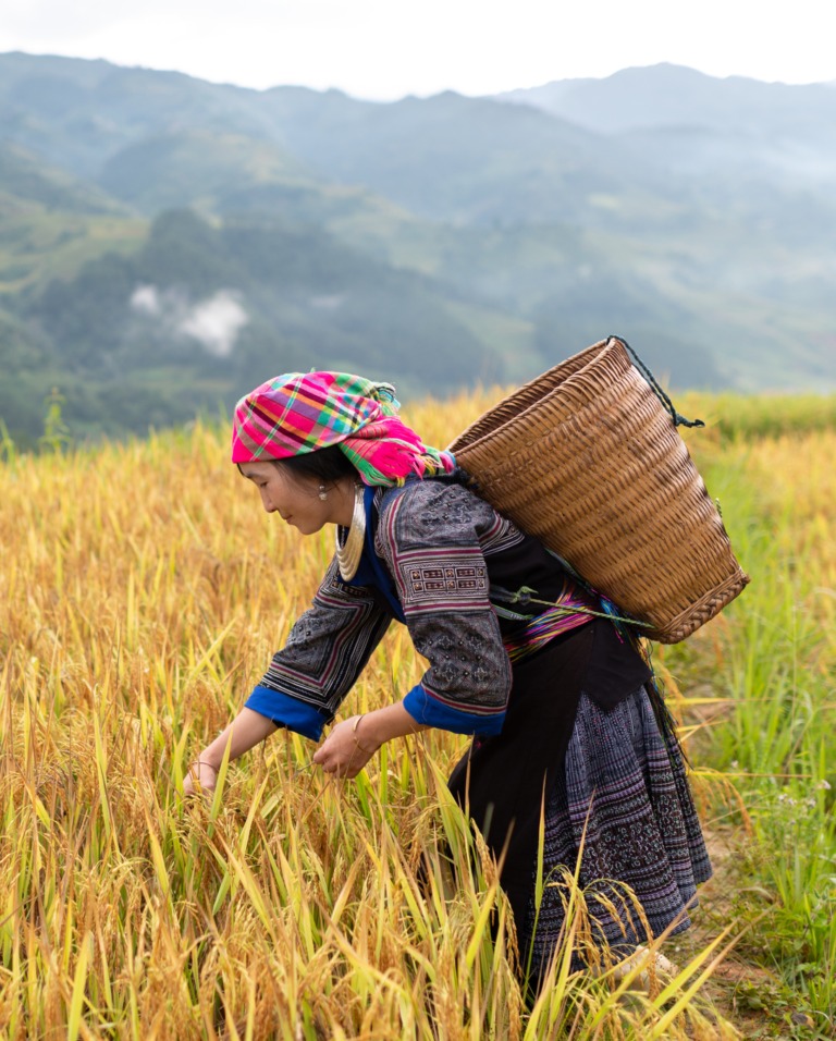 Hầm tận thế ở Na Uy: Việt Nam gửi 1 . 000 Giống lúa năm 2025 - Ảnh 1. Hầm tận thế ở Na Uy: Việt Nam gửi 1 . 000 Giống lúa năm 2025 - Ảnh 1.