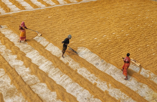 Philippines, Indonesia dừng nhập khẩu, loạt doanh nghiệp xuất khẩu gạo vẫn báo tin vui - Ảnh 1.