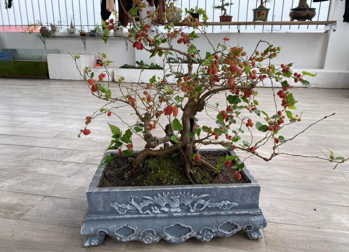 3 loại cây không nên trồng trong năm Bính Ngọ