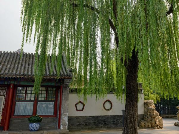 3 loại cây không nên trồng trong năm Bính Ngọ