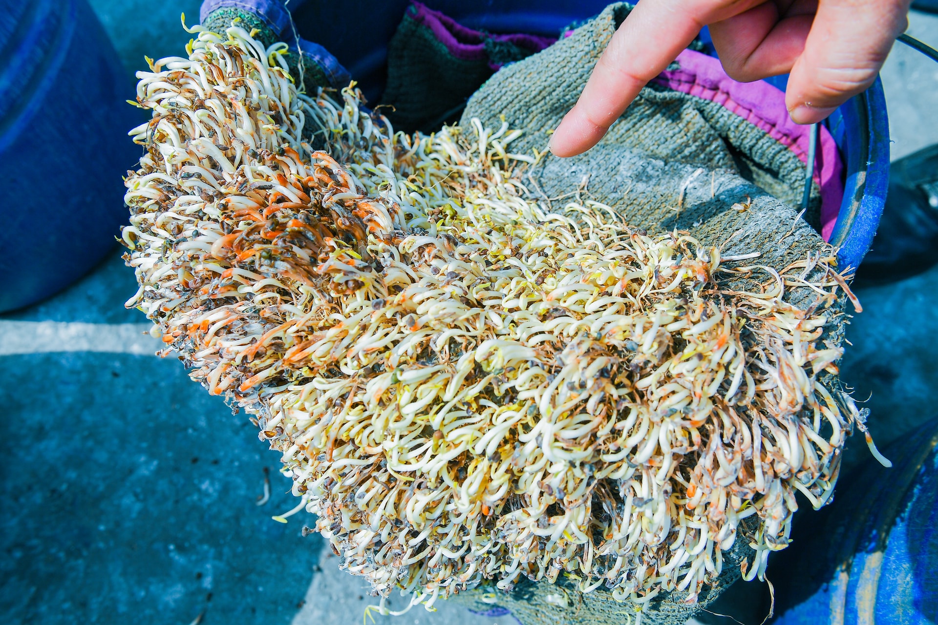 Nguy hại từ chất độc giúp giá đỗ "lớn nhanh như thổi", để 1 tháng không hỏng: Âm thầm gây suy gan, thai nhi bị dị tật, não úng thủy - Ảnh 3. Nguy hại từ chất độc giúp giá đỗ "lớn nhanh như thổi", để 1 tháng không hỏng: Âm thầm gây suy gan, thai nhi bị dị tật, não úng thủy - Ảnh 3.