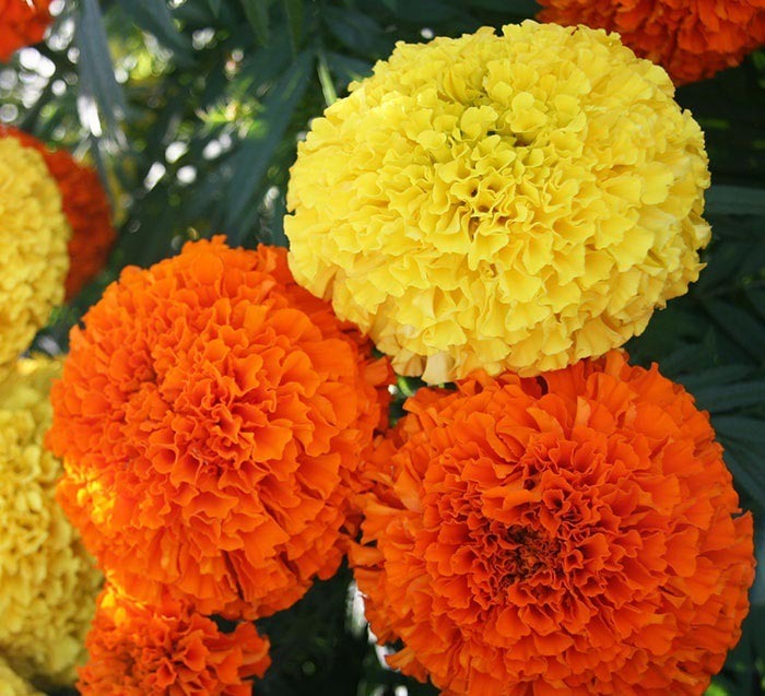 5 loài hoa KHÔNG NÊN trưng bàn thờ Tết: Đẹp nhưng phạm phong thủy, dễ rước xui đầu năm- Ảnh 2.