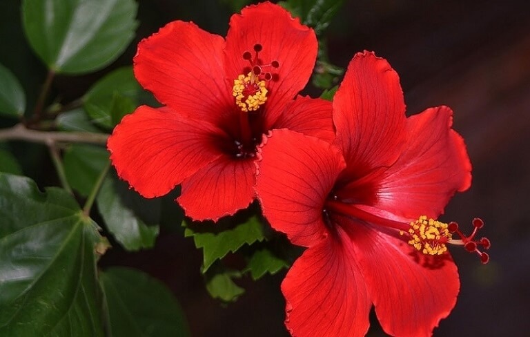 5 loài hoa KHÔNG NÊN trưng bàn thờ Tết: Đẹp nhưng phạm phong thủy, dễ rước xui đầu năm- Ảnh 5.